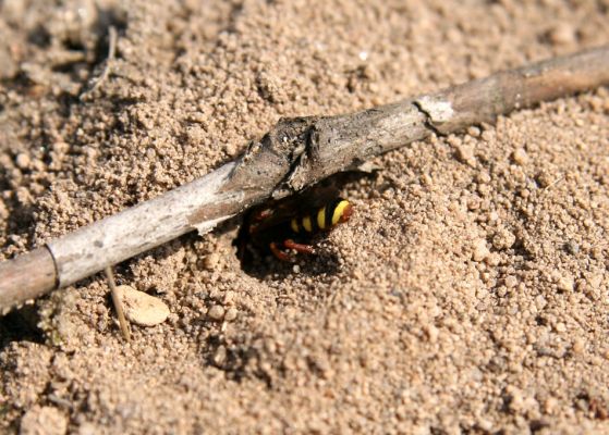 Čeperka, 9.4.2009
Včela druhu Nomada fucata. Volné písčité půdy pod elektrickou přenosovou soustavou.
Schlüsselwörter: Čeperka plochaD