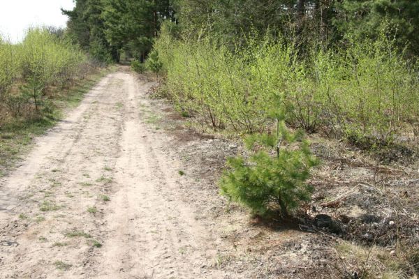 Čeperka, 9.4.2009
Písčitá cesta pod elektrickou přenosovou soustavou.
Klíčová slova: Čeperka plochaC Cardiophorus nigerrimus ruficollis