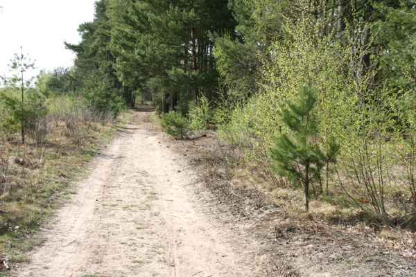 Čeperka, 9.4.2009
Písčitá cesta pod elektrickou přenosovou soustavou.
Schlüsselwörter: Čeperka plochaC Cardiophorus nigerrimus ruficollis