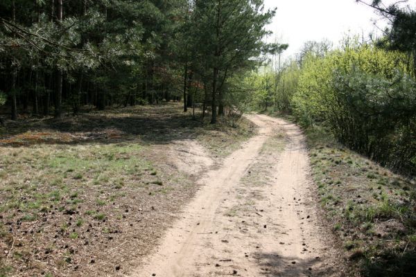 Čeperka, 9.4.2009
Písčitá cesta u železniční zastávky.
Schlüsselwörter: Čeperka plochaA Cardiophorus asellus