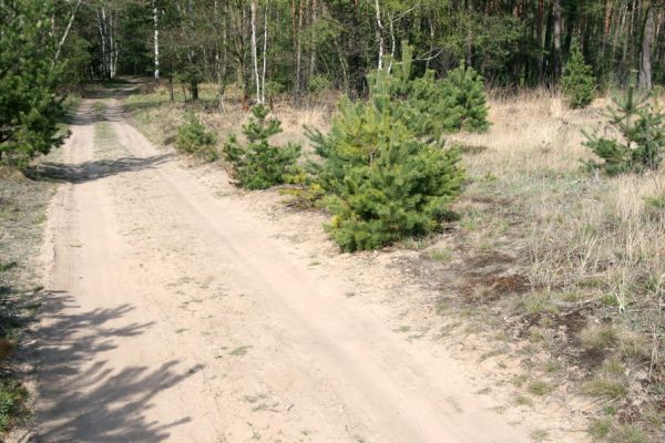 Čeperka, 9.4.2009
Písčitá cesta pod elektrickou přenosovou soustavou.
Klíčová slova: Čeperka plochaB Cardiophorus asellus