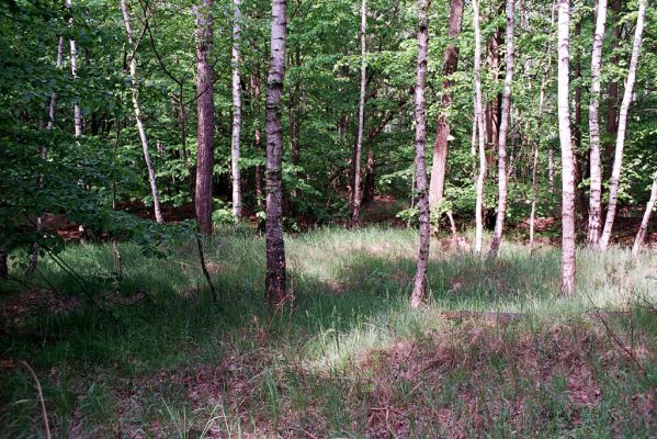 Čeperka, 9.5.2003
Světlina v topolovém háji mezi Malou Čeperkou a železniční stanicí Stéblová. Biotop kovaříka Cidnopus aeruginosus.

Klíčová slova: Čeperka Cidnopus aeruginosus