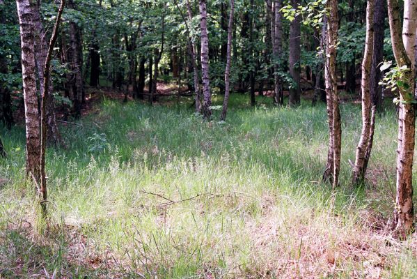 Čeperka, 9.5.2003
Světlina v topolovém háji mezi Malou Čeperkou a železniční stanicí Stéblová. Biotop kovaříka Cidnopus aeruginosus.

Klíčová slova: Čeperka Cidnopus aeruginosus Selatosomus cruciatus