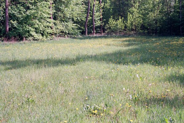 Čeperka, 9.5.2003
Louka u cesty mezi Malou Čeperkou a železniční stanicí Stéblová. Biotop kovaříka Cidnopus aeruginosus.


Klíčová slova: Čeperka Cidnopus aeruginosus Athous haemorrhoidalis Agrypnus murinus
