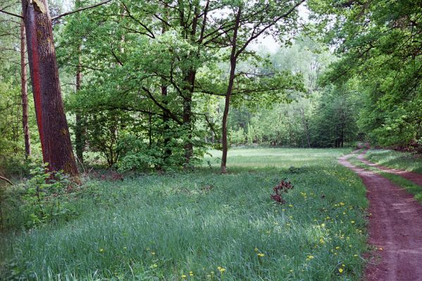 Čeperka, 9.5.2003
Louka u cesty mezi Malou Čeperkou a železniční stanicí Stéblová.
Klíčová slova: Čeperka Cidnopus aeruginosus