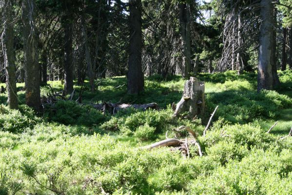 Krkonoše, Černá hora, 12.7.2010
Klimaxová smrčina na východním okraji náhorní plošiny. Biotop kovaříků Ampedus auripes, Denticollis interpositus a Liotrichus affinis.


Klíčová slova: Krkonoše Černá hora Ampedus auripes Denticollis interpositus Liotrichus affinis