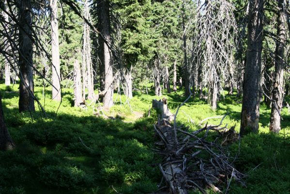 Krkonoše, Černá hora, 12.7.2010
Klimaxová smrčina na východním okraji náhorní plošiny. Biotop kovaříků Ampedus auripes, Denticollis interpositus a Liotrichus affinis.


Klíčová slova: Krkonoše Černá hora Ampedus auripes Denticollis interpositus Liotrichus affinis