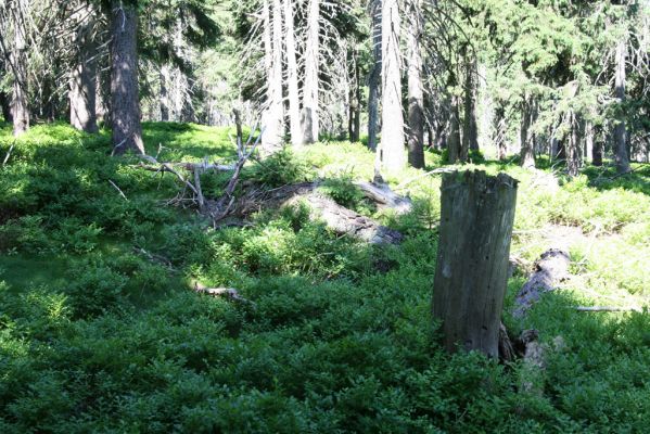Krkonoše, Černá hora, 12.7.2010
Klimaxová smrčina na východním okraji náhorní plošiny. Biotop kovaříků Ampedus auripes, Denticollis interpositus a Liotrichus affinis.


Klíčová slova: Krkonoše Černá hora Ampedus auripes Denticollis interpositus Liotrichus affinis