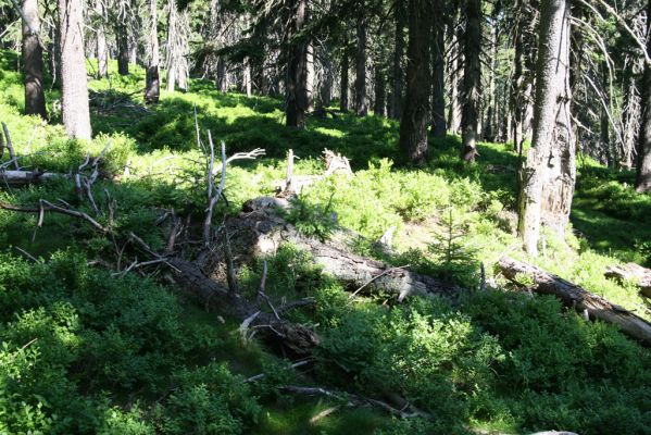 Krkonoše, Černá hora, 12.7.2010
Klimaxová smrčina na východním okraji náhorní plošiny. Biotop kovaříků Ampedus auripes, Denticollis interpositus a Liotrichus affinis.


Schlüsselwörter: Krkonoše Černá hora Ampedus auripes Denticollis interpositus Liotrichus affinis