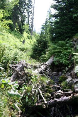 Krkonoše, Javoří důl, 12.7.2010
Javoří potok pod Kolínskou boudou.



Klíčová slova: Velká Úpa Krkonoše Javoří důl Javoří potok