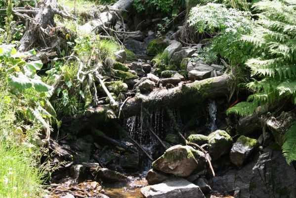 Krkonoše, Javoří důl, 12.7.2010
Javoří potok pod Kolínskou boudou.
Klíčová slova: Velká Úpa Krkonoše Javoří důl Javoří potok