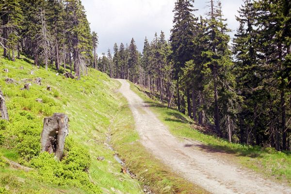 Krkonoše, Černá hora, 2.6.2002
Cesta na východním svahu. Biotop kovaříků Ctenicera cuprea, Orithales serraticornis a Pheletes aeneoniger



Klíčová slova: Krkonoše Černá hora Ctenicera cuprea Athous subfuscus Orithales serraticornis Pheletes aeneoniger