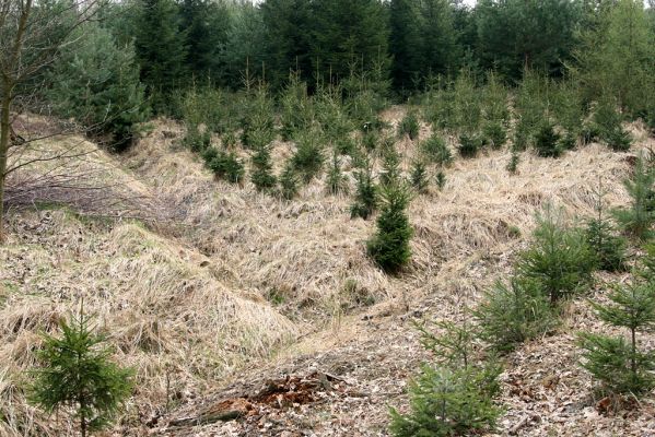 Černá stráň, 10.4.2008
Rezervace se stopami odborné (odporné) péče AOPK Pardubice II.
Klíčová slova: Hradec Králové Černá stráň