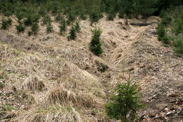 Černá stráň, 10.4.2008
Rezervace se stopami odborné (odporné) péče AOPK Pardubice.
Mots-clés: Hradec Králové Černá stráň