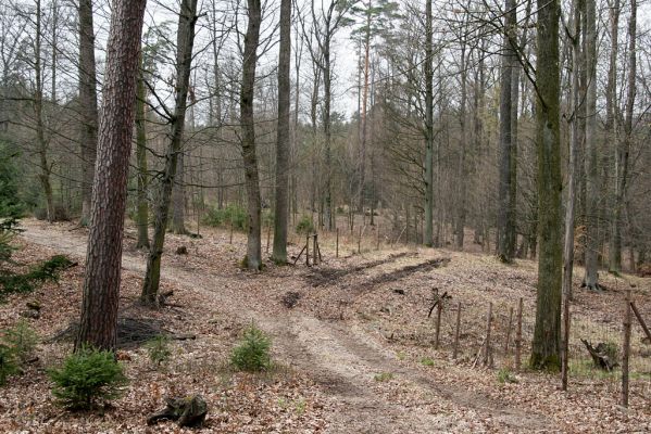 Černá stráň, 10.4.2008
Rekonstrukční práce na porostech lesní rezervace.
Mots-clés: Hradec Králové Černá stráň