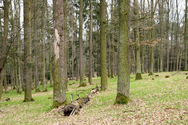 Černá stráň, 10.4.2008
Lesní rezervace.
Klíčová slova: Hradec Králové Černá stráň