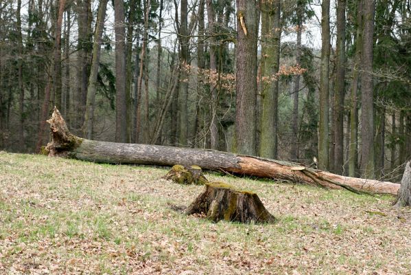 Černá stráň, 10.4.2008
Rezervace začíná vypadat jako rezervace...
Klíčová slova: Hradec Králové Černá stráň