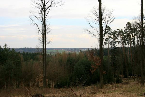 Černá stráň, 10.4.2008
Pohled z rezervace přes novou holoseč na obec Hoděšovice. 
Schlüsselwörter: Hradec Králové Černá stráň Hoděšovice