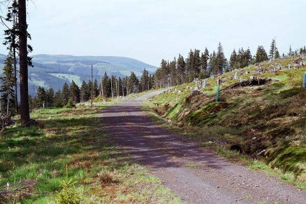 Krkonoše, Černá hora, 24.5.2003
Cesta od Václaváku k Thámově pasece.
Schlüsselwörter: Krkonoše Černá hora Ctenicera cuprea Orithales serraticornis Pheletes aeneoniger