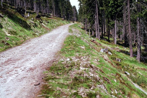  Krkonoše, Černá hora, 24.5.2003
Cesta na východním svahu. Biotop kovaříků Ctenicera cuprea, Orithales serraticornis a Pheletes aeneoniger.
Klíčová slova: Krkonoše Černá hora Ctenicera cuprea Orithales serraticornis Pheletes aeneoniger