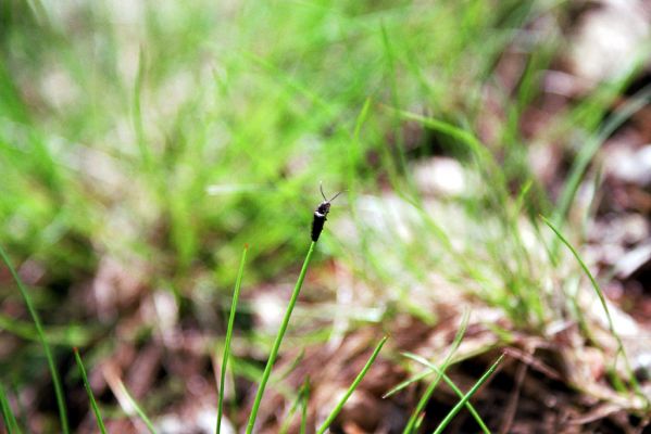 Krkonoše, Černá hora, 24.5.2003
Cesta na východním svahu. Kovařík Orithales serraticornis.

Klíčová slova: Krkonoše Černá hora Orithales serraticornis