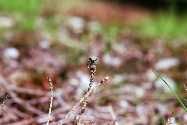 Krkonoše, Černá hora, 24.5.2003
Cesta na východním svahu. Kovařík Orithales serraticornis.



Klíčová slova: Krkonoše Černá hora Orithales serraticornis