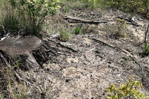 Pardubice, Studánka, 21.4.2009
Písečná duna u železniční trati. Volné písky u borových pařezů jsou oblíbeným biotopem kovaříka Cardiophorus ruficollis.
Keywords: Pardubice Studánka Cardiophorus ruficollis nigerrimus Ampedus balteatus elongatulus