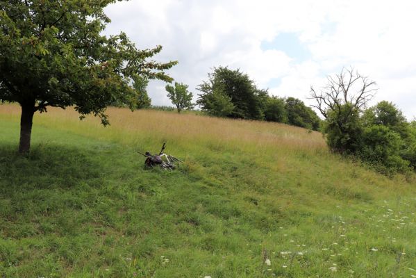 Černčice, 20.7.2021
Homole. Formace suchých trávníků na jihozápadním svahu.
Klíčová slova: Černčice Homole louka Agriotes gallicus Pheletes quercus