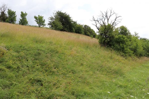 Černčice, 20.7.2021
Homole. Formace suchých trávníků na jihozápadním svahu.
Klíčová slova: Černčice Homole louka Agriotes gallicus Pheletes quercus