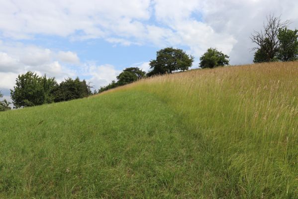 Černčice, 20.7.2021
Homole. Formace suchých trávníků na jihozápadním svahu.
Klíčová slova: Černčice Homole louka Agriotes gallicus