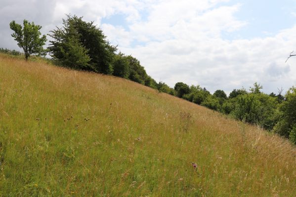 Černčice, 20.7.2021
Homole. Formace suchých trávníků na jihozápadním svahu.
Keywords: Černčice Homole louka Agriotes gallicus Pheletes quercus