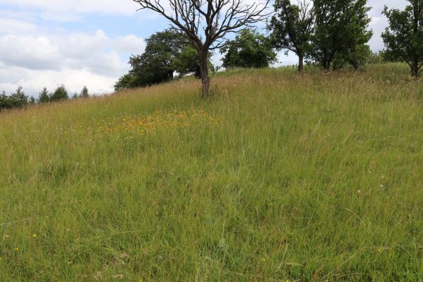Černčice, 20.7.2021
Homole. Formace suchých trávníků na jihozápadním svahu.
Klíčová slova: Černčice Homole louka Agriotes gallicus