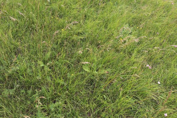 Černčice, 20.7.2021
Homole. Formace suchých trávníků na jihozápadním svahu.
Schlüsselwörter: Černčice Homole louka Agriotes gallicus