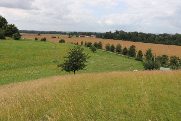 Černčice, 20.7.2021
Homole. Formace suchých trávníků na jihozápadním svahu.
Mots-clés: Černčice Homole louka Agriotes gallicus