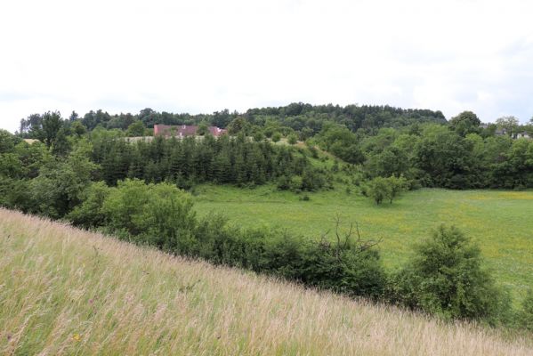 Černčice, 20.7.2021
Homole. Formace suchých trávníků na jihozápadním svahu. Na protějším svahu je vidět výsadba smrků - jeho majitel má klid od kosení... 
Klíčová slova: Černčice Homole louka Agriotes gallicus