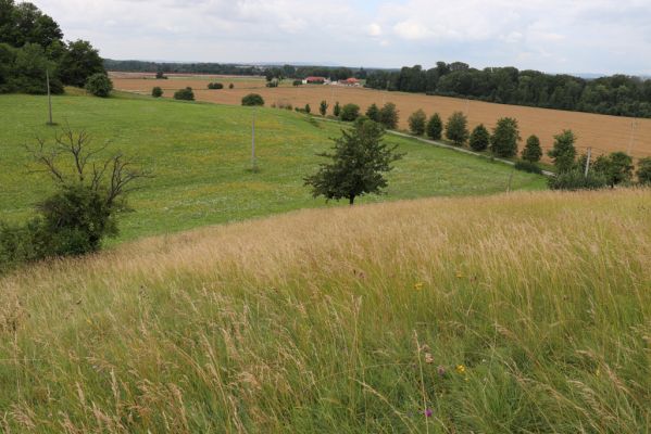Černčice, 20.7.2021
Homole. Formace suchých trávníků na jihozápadním svahu.
Schlüsselwörter: Černčice Homole louka Agriotes gallicus