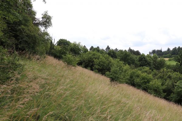 Černčice, 20.7.2021
Homole. Formace suchých trávníků na jihozápadním svahu.
Klíčová slova: Černčice Homole louka Agriotes gallicus Pheletes quercus