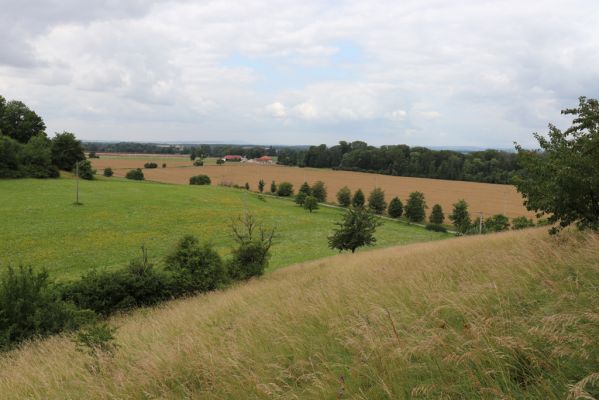 Černčice, 20.7.2021
Homole. Formace suchých trávníků na jihozápadním svahu.
Schlüsselwörter: Černčice Homole louka Agriotes gallicus