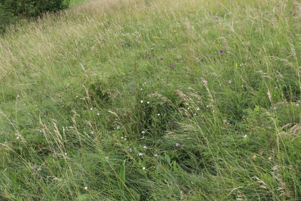 Černčice, 20.7.2021
Homole. Formace suchých trávníků na jihozápadním svahu.
Klíčová slova: Černčice Homole louka Agriotes gallicus