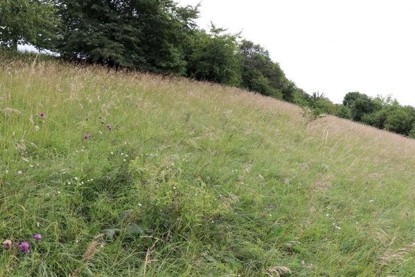 Černčice, 20.7.2021
Homole. Formace suchých trávníků na jihozápadním svahu.
Klíčová slova: Černčice Homole louka Agriotes gallicus Pheletes quercus