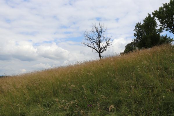 Černčice, 20.7.2021
Homole. Formace suchých trávníků na jihozápadním svahu.
Klíčová slova: Černčice Homole louka Agriotes gallicus