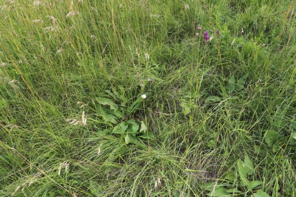 Černčice, 20.7.2021
Homole. Formace suchých trávníků na jihozápadním svahu.
Schlüsselwörter: Černčice Homole louka Agriotes gallicus