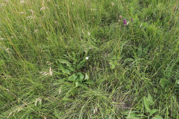 Černčice, 20.7.2021
Homole. Formace suchých trávníků na jihozápadním svahu.
Klíčová slova: Černčice Homole louka Agriotes gallicus