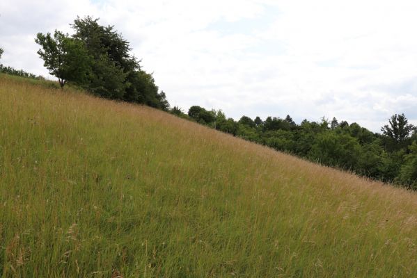 Černčice, 20.7.2021
Homole. Formace suchých trávníků na jihozápadním svahu.
Klíčová slova: Černčice Homole louka Agriotes gallicus Pheletes quercus