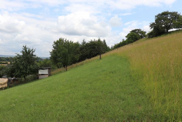 Černčice, 20.7.2021
Homole. Formace suchých trávníků na jihozápadním svahu.
Mots-clés: Černčice Homole louka Agriotes gallicus