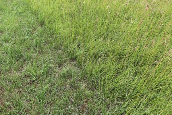 Černčice, 20.7.2021
Homole. Formace suchých trávníků na jihozápadním svahu.
Klíčová slova: Černčice Homole louka Agriotes gallicus