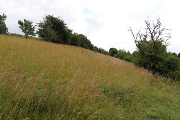 Černčice, 20.7.2021
Homole. Formace suchých trávníků na jihozápadním svahu.
Klíčová slova: Černčice Homole louka Agriotes gallicus Pheletes quercus