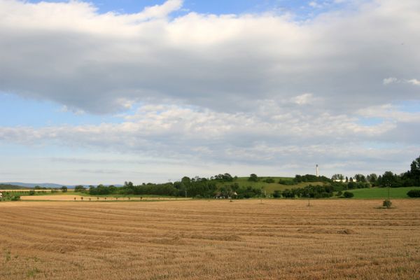 Černčice, 21.7.2009
Sad se stepní vegatací. 
Klíčová slova: Černčice Agriotes gallicus