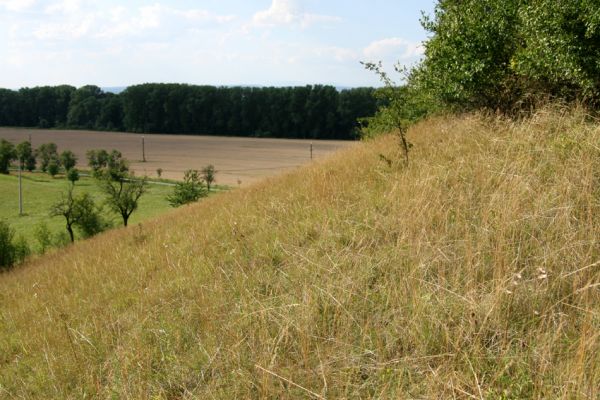 Černčice - Homole, 5.8.2008
Pohled ze stepi na sever na údolí Metuje.
Klíčová slova: Černčice Homole step Agriotes gallicus Pheletes quercus