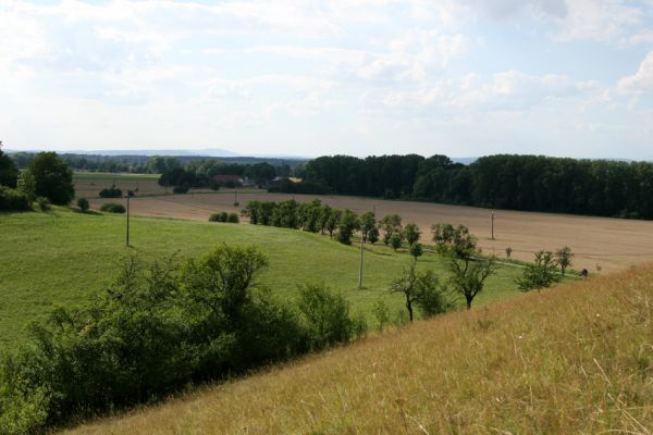 Černčice - Homole, 5.8.2008
Pohled ze stepi na západ na údolí Metuje.
Schlüsselwörter: Černčice Homole step Agriotes gallicus Pheletes quercus